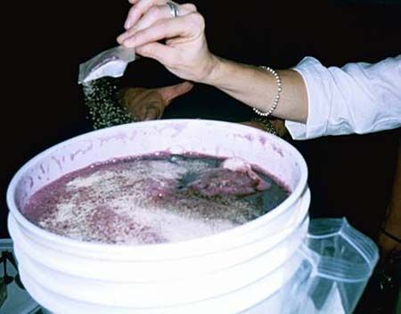 Uzumden Sarap Mayasi Nasil Yapilir Sarap Mayasi Nereden Alinir Nasil Kullanilir Yorumlar