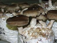 Гриби шиїтаке: рецепти та лікувальні властивості Сушені гриби по-корейськи