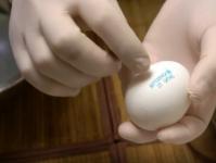 서베트를 사용하여 독창적인 방법으로 계란을 요리하는 방법